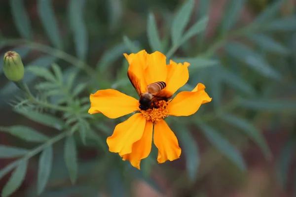 Les abeilles sont assises sur des fleurs jaunes de souci et fond vert dans le village du Bengale occidental état de l'Inde . — Photo