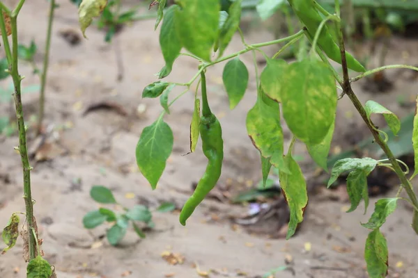 Odling av grön chilipeppar på en fönsterbräda, grönsaksträdgård inne i hemmet — Stockfoto