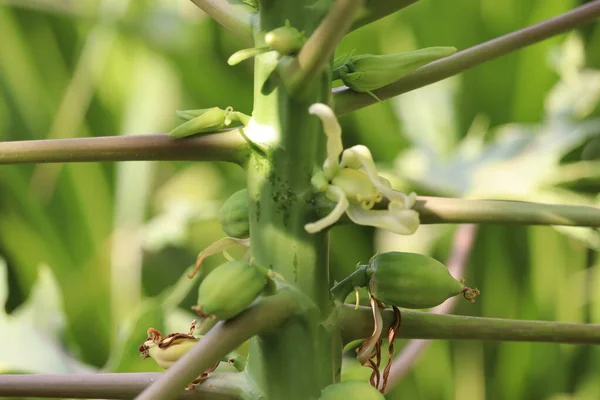 Papaya Fruits of Papaya tree in garden in India Nature fresh green papaya on tree with fruits and flowers