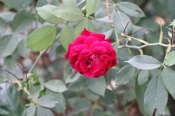 Lindas rosas no jardim, rosas para o Dia dos Namorados — Fotografia de Stock