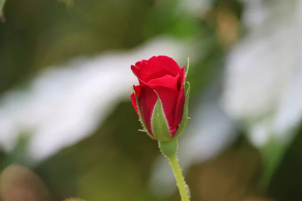 Bahçede güzel güller, Sevgililer Günü için güller