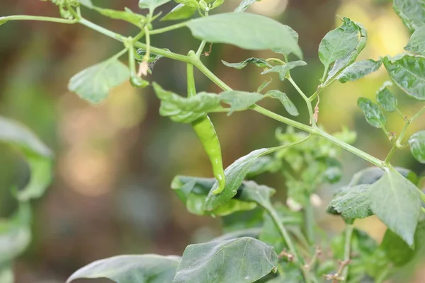 Anbau von grünem Chilipfeffer auf der Fensterbank, Gemüsegarten im Haus — Stockfoto