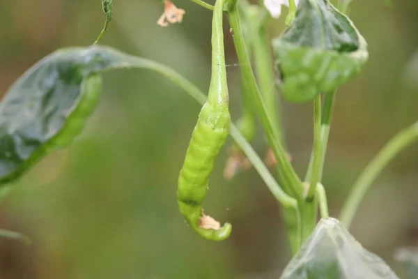 Anbau von grünem Chilipfeffer auf der Fensterbank, Gemüsegarten im Haus — Stockfoto