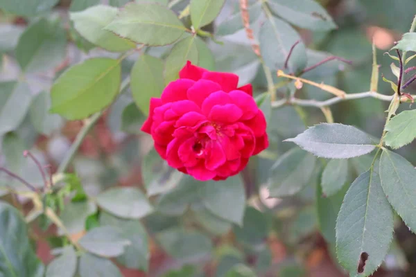 Belles roses dans le jardin, roses pour la Saint Valentin — Photo