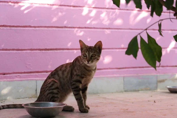 リビング ルームの窓の横の床に置かれる食糧ボールの横にある美しいトラ猫座って、食べて。選択と集中 — ストック写真