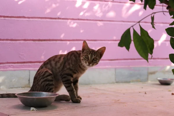 Söt katt nära skål med mat hemma .Söt inhemsk kvinnlig katt Porträtt — Stockfoto