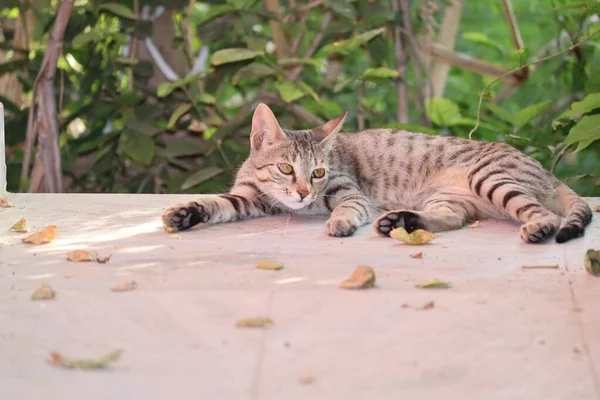 Joven gato tabby tumbado en el jardín delante de la cerca.Cat mirando a la cámara — Foto de Stock