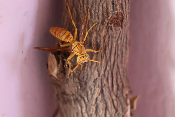 La vespa gialla e il calabrone sono alcuni degli insetti più mortali dell'Asia meridionale. La vespa comune, la vespa di carta rossa, la vespa gialla del vasaio, le vespe nere del ragno sono cariche di puntura dannosa come le api . — Foto Stock