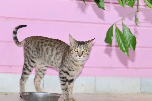 Kucing tabby yang cantik duduk di samping mangkuk makanan, ditempatkan di lantai sebelah jendela ruang tamu, dan makan. Fokus selektif — Stok Foto