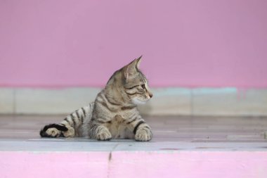 Sevimli küçük gri bir kedi. Çimento zemin üzerinde yatan, bokeh arka plan