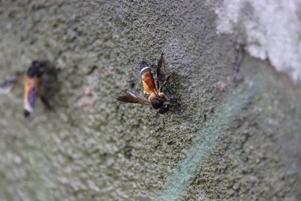 夏に巨大なミツバチ(Apis dorsata)飲料水の閉鎖、サイドビュー. — ストック写真