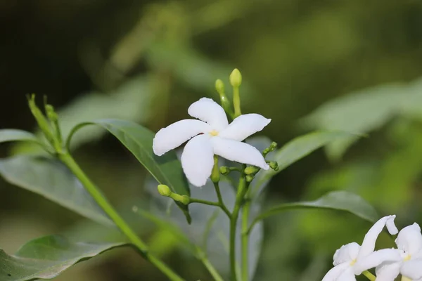 The branch delicate spring flowers.Jasmine flowers in bloom background — Stock Photo, Image