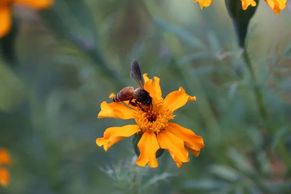Piękna natura merigold kwiaty, żółte kwiaty kwitną w ogrodzie rano mieć pracownika pszczoły z zamazanym tle. — Zdjęcie stockowe