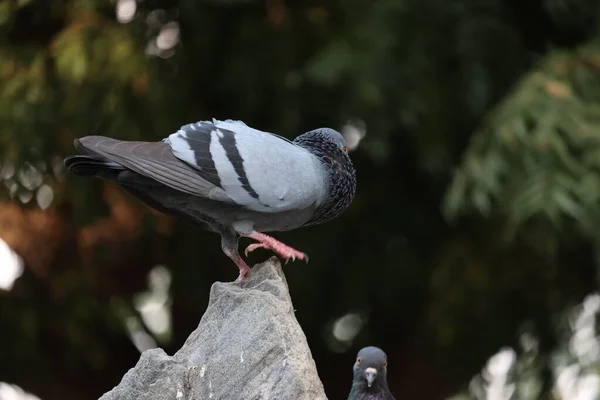 Zdjęcie gołębi, gołębi latających, gołębi siedzących — Zdjęcie stockowe