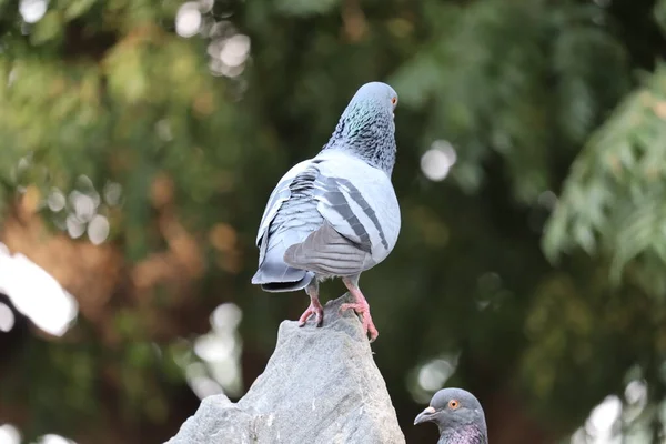 Vista de Rock Pigeon face a face.Rock Pigeons multidão ruas e praças públicas, vivendo em alimentos descartados e ofertas de sementes de aves — Fotografia de Stock