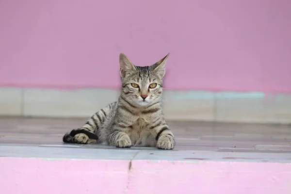 一只可爱的小灰猫。 躺在水泥地板上，没有背景。猫看相机 — 图库照片