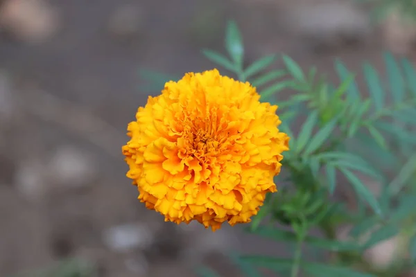 Die schöne Merigoldblume im Garten.Blühendes Merigold im Garten — Stockfoto