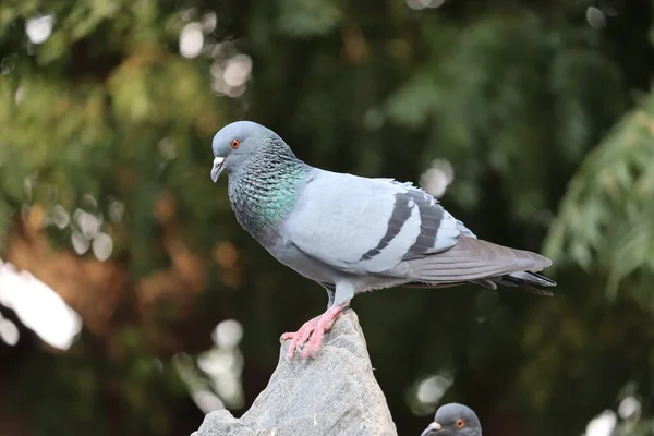 Front view of the face of Rock Pigeon face to face.Rock Pigeons crowd streets and public squares, living on discarded food and offerings of birdseed. — Stock Photo, Image