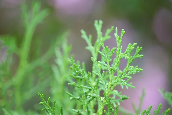 Zavřít zelené listy Platycladus orientalis — Stock fotografie
