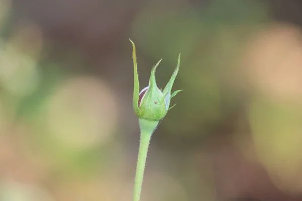 Röd ros blomma blomma på en bakgrund av suddiga röda rosor i en rosor trädgård — Stockfoto