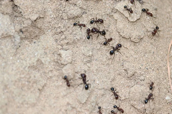 Karıncalar yere. yakın çekim