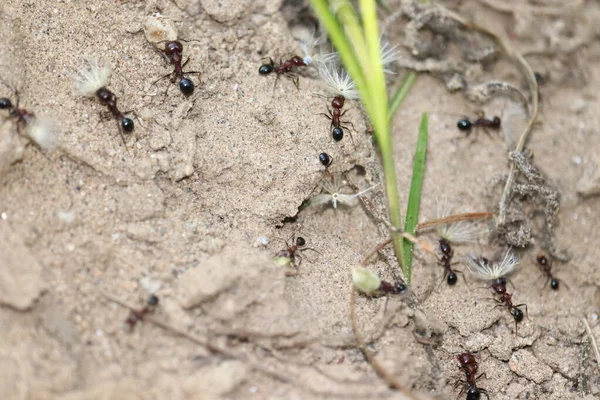 アリの道をいくつかのアリは、そのうちの一つは草の耳の部分を運ぶ — ストック写真