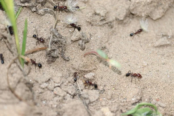 アリの道をいくつかのアリは、そのうちの一つは草の耳の部分を運ぶ — ストック写真