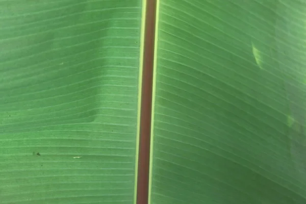 Hojas de plátano — Foto de Stock