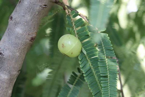 Agrest indyjski lub owoc Amla na drzewie z zielonym liściem / Phyllanthus emblica tradycyjne indyjskie drzewo agrest dla ajurwedyjskich leków ziołowych i przekąski — Zdjęcie stockowe