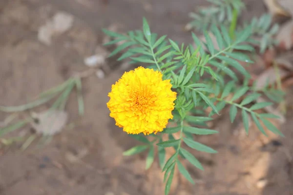 The beautiful merigold flower in garden.Blooming Merigold In The Garden — стокове фото
