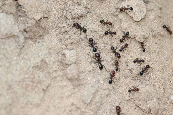 Hormigas en el suelo. primer plano — Foto de Stock