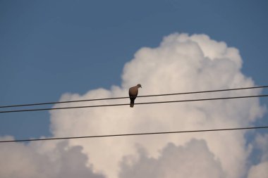 Benekli güvercin veya (dökülen çingene) veya dağ güvercini veya inci boyunlu güvercin veya dantel boyunlu güvercin veya benekli güvercin