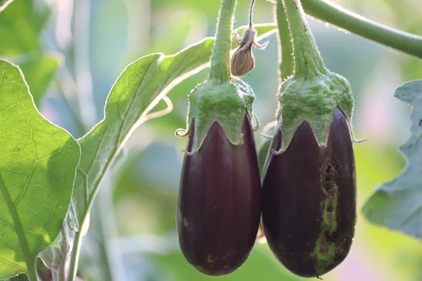 Auberginenblume, kleine Aubergine, Sole, Brinjaul, Pflanzenblume - Bild — Stockfoto