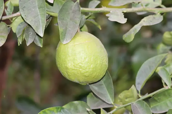 Limas de limão verde fresco na árvore no jardim orgânico.Árvore de limão com frutas closeup  . — Fotografia de Stock