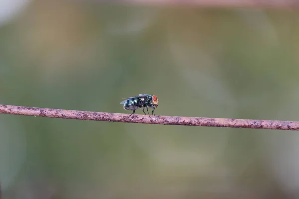 Mouche sur le fil.Souffler espèces de mouche Lucilia caesar.Macro gros plan d'un insecte sur fond de fil — Photo