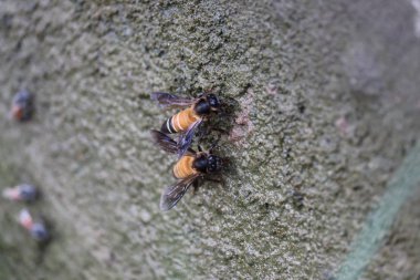 Yaz mevsiminde su içilen dev bal arısına (Apis dorsata) yakından bakın. Latin Apis Mellifera, Avrupa ya da batı bal arısı