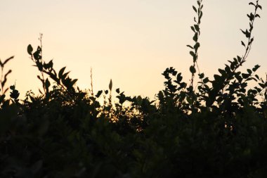 Gün batımında kırsal çiftlik çayırı manzarası gün batımı ve ağaçlar gün batımında çölde ağaçlar.