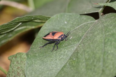 Ateş böceği (böcek) bir bitkinin üzerinde oturuyor. Böcekleri yakın planda tut. Yeşil kalkan böceğinin Macro görüntüsü (pis kokulu böcek)