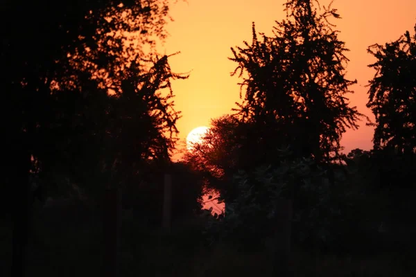 Puesta de sol granja rural pradera horizonte vista .puesta de sol y árbol. silueta de árbol en el desierto al atardecer — Foto de Stock