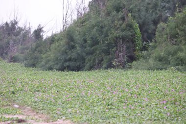 Palmiye ağaçları ve karamsar gökyüzü olan güzel bir sahil. Yaz tatili tatil geçmişi kavramı. Maldivler Cennet Sahili. Lüks seyahat yaz tatili konsepti