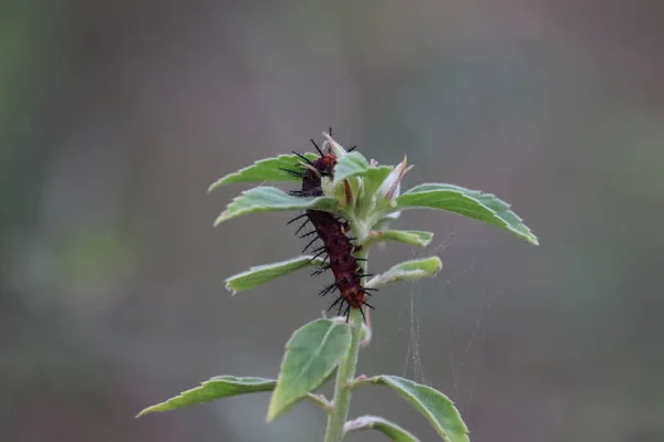 Chenille de paon papillon sur filet piquant. Chenille sur une feuille verte — Photo