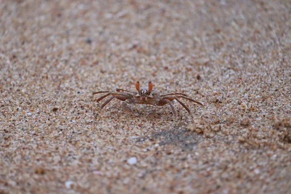 Crab sand beach close up. Cute crab on sand beach. Sand beach crab looking.The Crab on sandy beach with nice background color