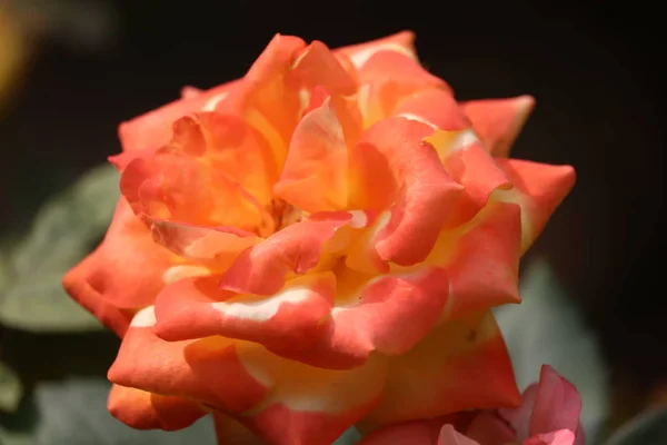 Piękny krzak żółtych róż w wiosennym ogrodzie. Ogród różany — Zdjęcie stockowe
