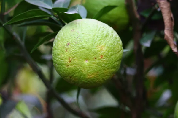 Limão com frutas closeup.Green citrinos limão orgânico pendurado na árvore no fundo da natureza . — Fotografia de Stock