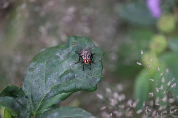 Gros plan d'une mouche sur une feuille verte.Abeille reposant sur une feuille. Macro — Photo