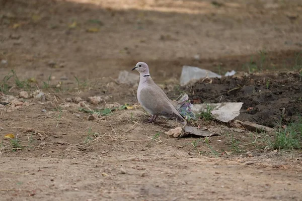 Beautiful white dove, dove of peace, on the wet road.The Eurasian collared dove is a dove species native to Europe and Asia — Stock Photo, Image