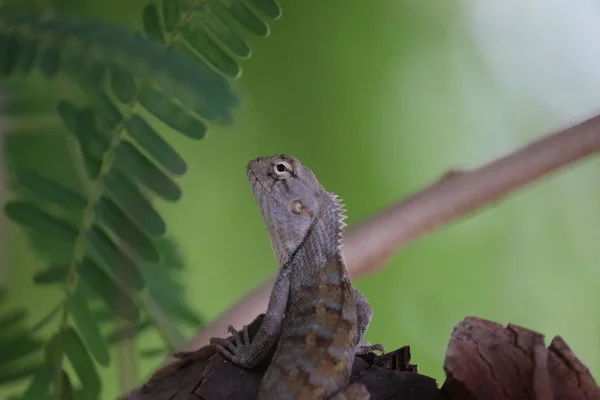 Portrait of a Chamaleon (Chamaeleo chamaeleon). Natural enviroment. Fantastic datails, skin, head, tail, legs, eyes. — Stock Photo, Image