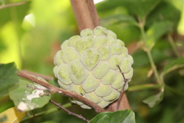 Bahçedeki ağaçta taze elma şekeri, yeşil arka planda tropikal meyve kremalı elma.