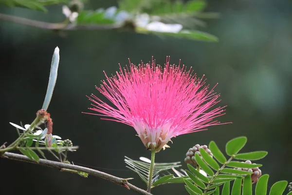 Fioritura di mimosa, Calliandra Surinamensis, famiglia delle Mimosaceae, Soffio in polvere rosa, Stickpea surinamese, Suriname in polvere — Foto Stock