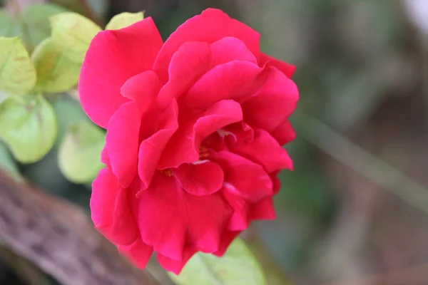 Buds de rosas vermelhas entre folhas verdes. Flor de rosa vermelha florescendo em rosas jardim no fundo flores de rosas vermelhas — Fotografia de Stock